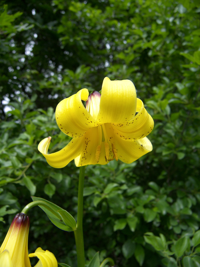 Image of Lilium monadelphum specimen.