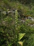 Platanthera chlorantha. Цветущее растение. Кабардино-Балкария, Верхняя Балкария. 07.07.2009.