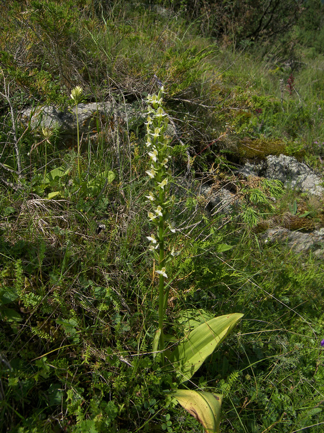 Изображение особи Platanthera chlorantha.