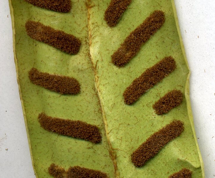 Image of Phyllitis scolopendrium specimen.