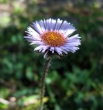 Erigeron eriocalyx