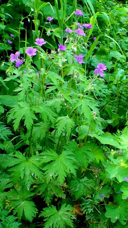 Изображение особи Geranium sylvaticum.