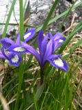 Iris ruthenica