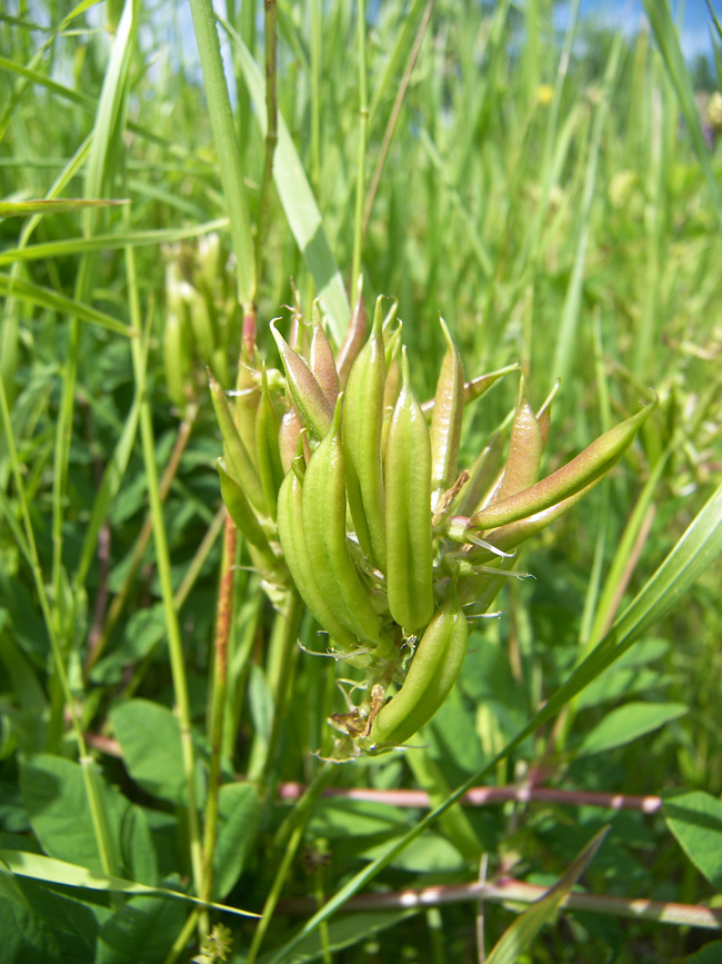 Image of Astragalus glycyphyllos specimen.