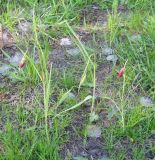 Fritillaria meleagroides. Зацветающие растения. Ульяновская обл., южнее с. Старое Чирково, влажный луг у \"осинового куста\" урочище \"Порнай\". 14 мая 2011 г.
