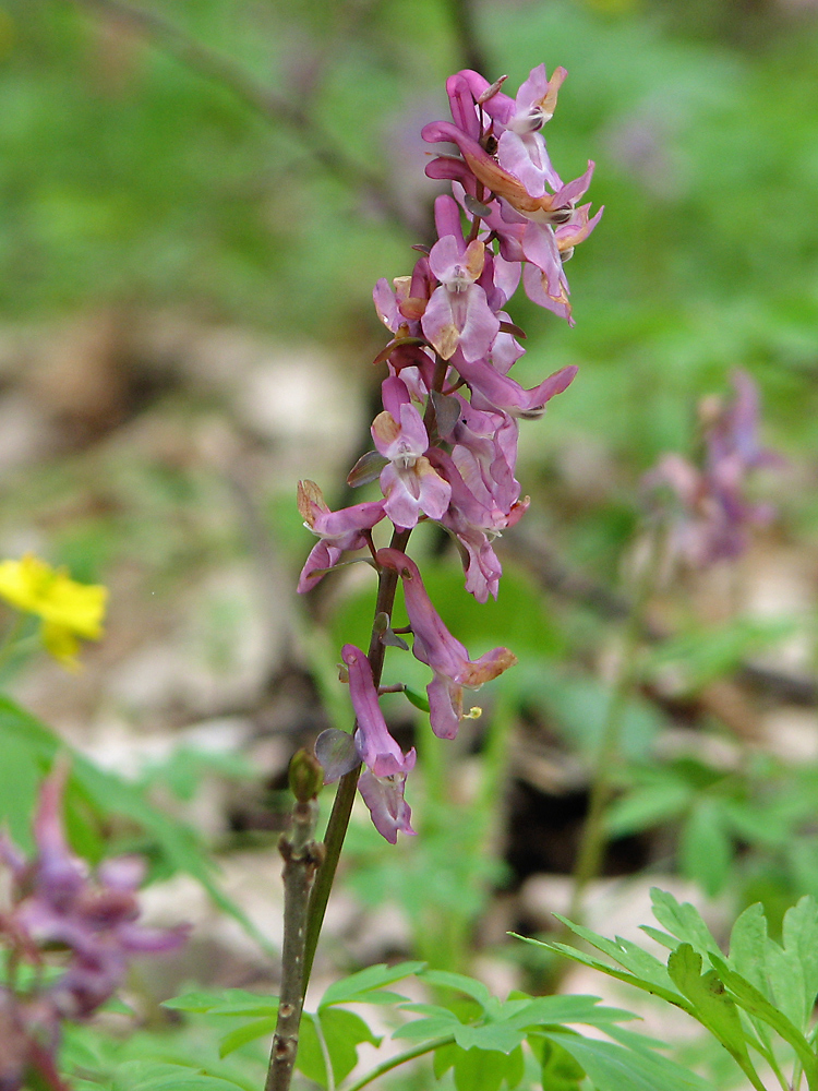 Изображение особи Corydalis cava.