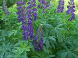 Lupinus × regalis. Цветущие растения. Московская обл., дачный участок. 07.06.2005.
