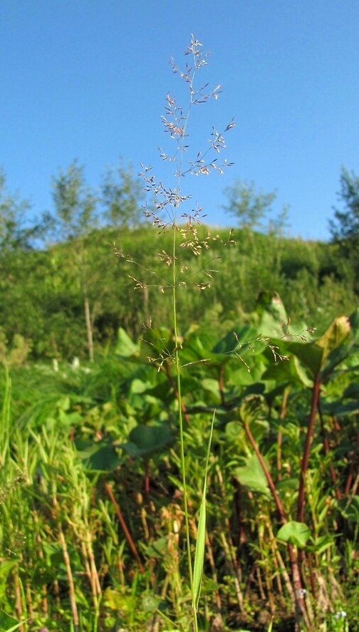 Изображение особи род Agrostis.