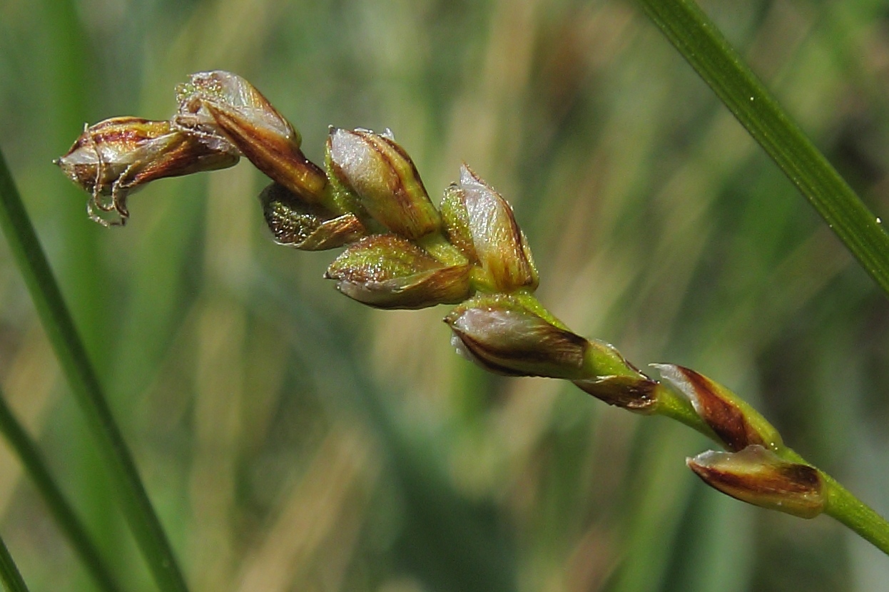 Изображение особи Carex digitata.