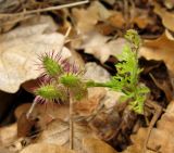 Orlaya daucoides. Растение с незрелыми плодами. Крым, окраины г. Ялты. 25 мая 2012 г.