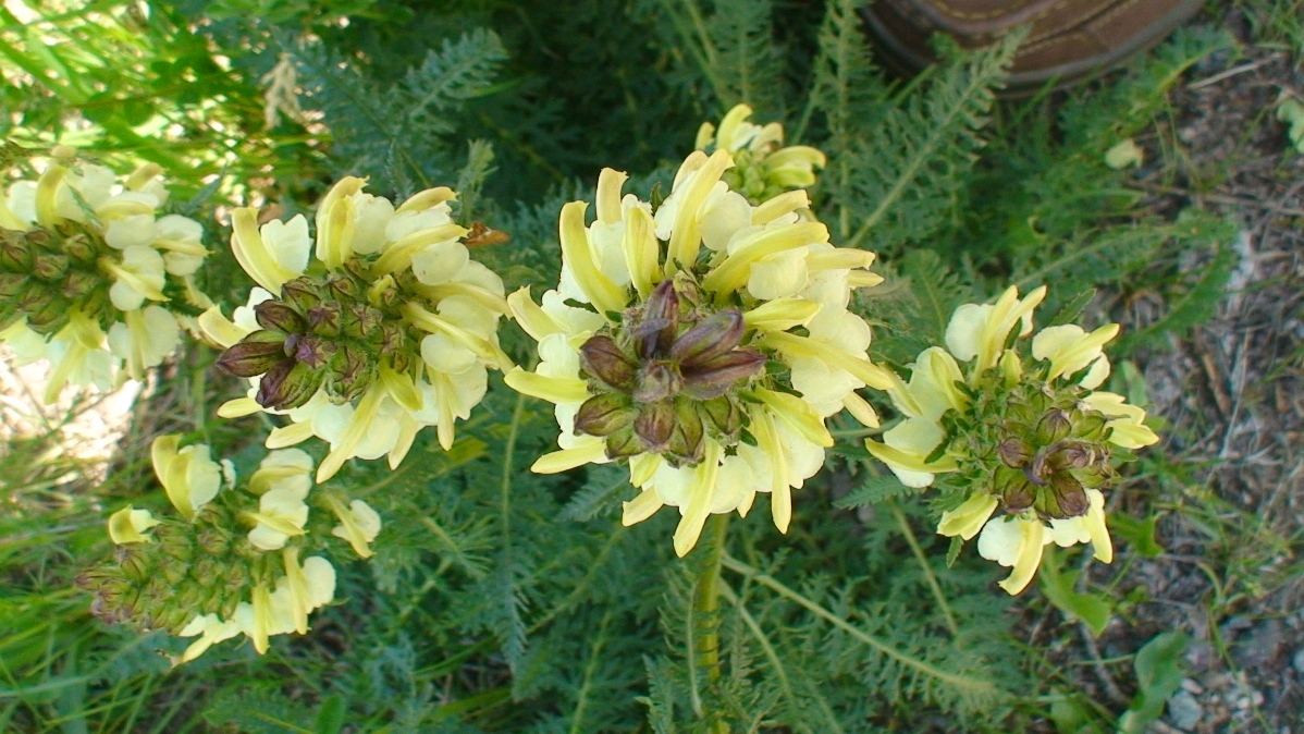 Image of Pedicularis sibthorpii specimen.