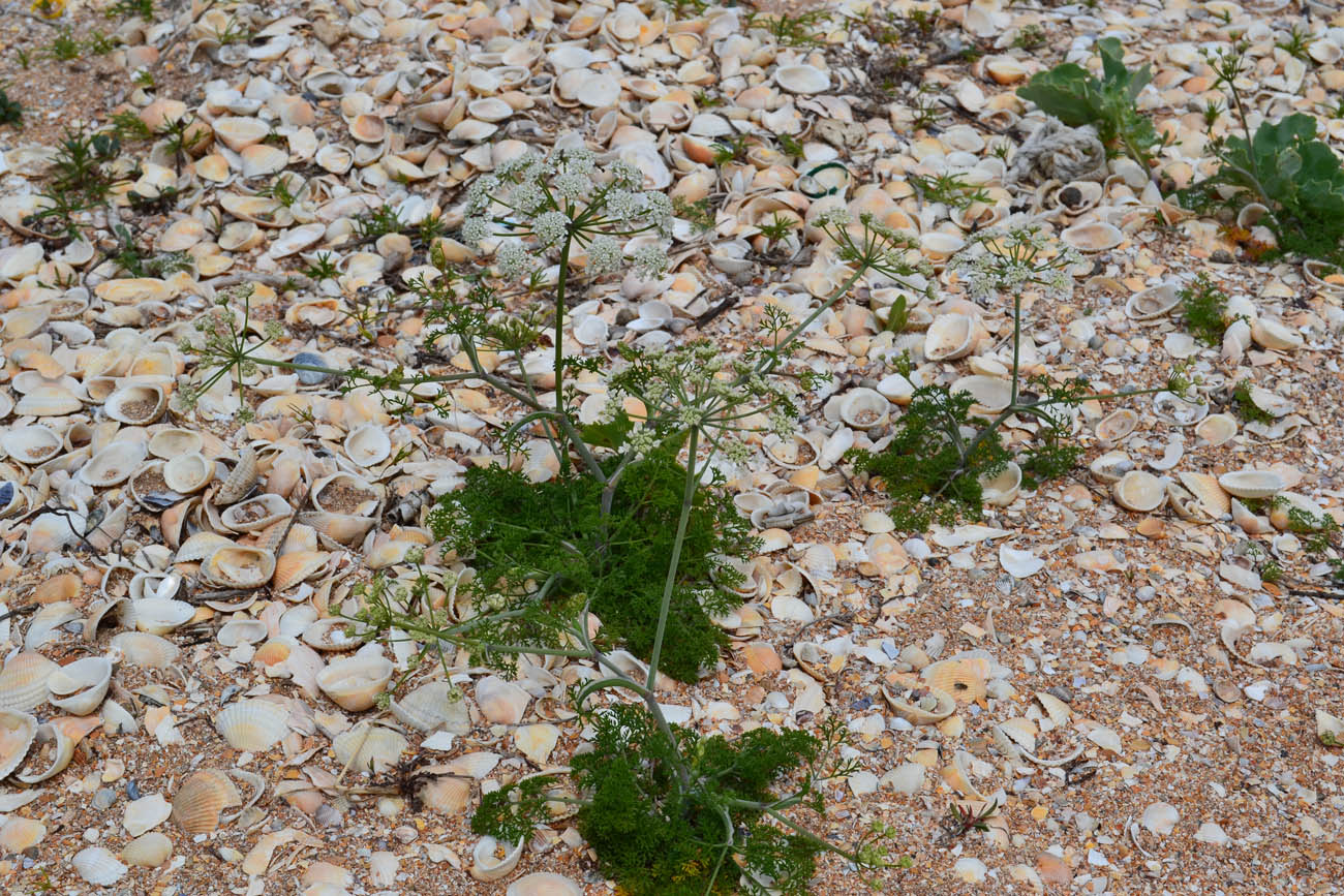 Изображение особи Astrodaucus littoralis.