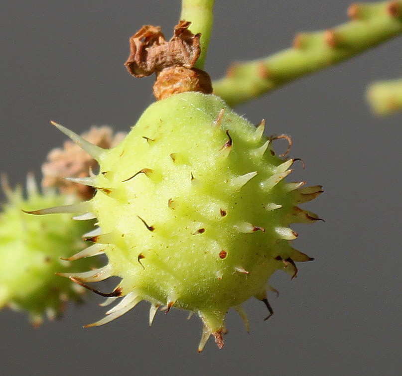 Изображение особи Aesculus hippocastanum.