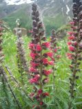 Echium russicum. Соцветие. Кабардино-Балкария, Южное Приэльбрусье, ущелье Гара-Баши, 2400 м н.у.м. 21.06.2012.