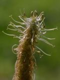Phyteuma spicatum