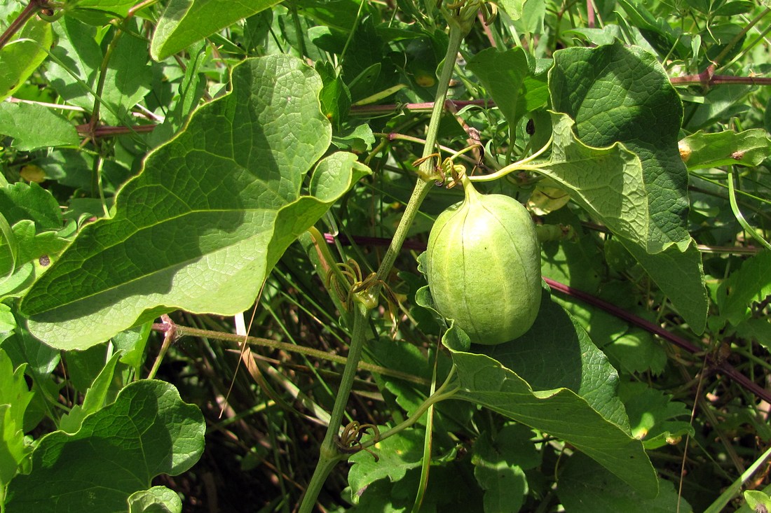 Image of Aristolochia clematitis specimen.