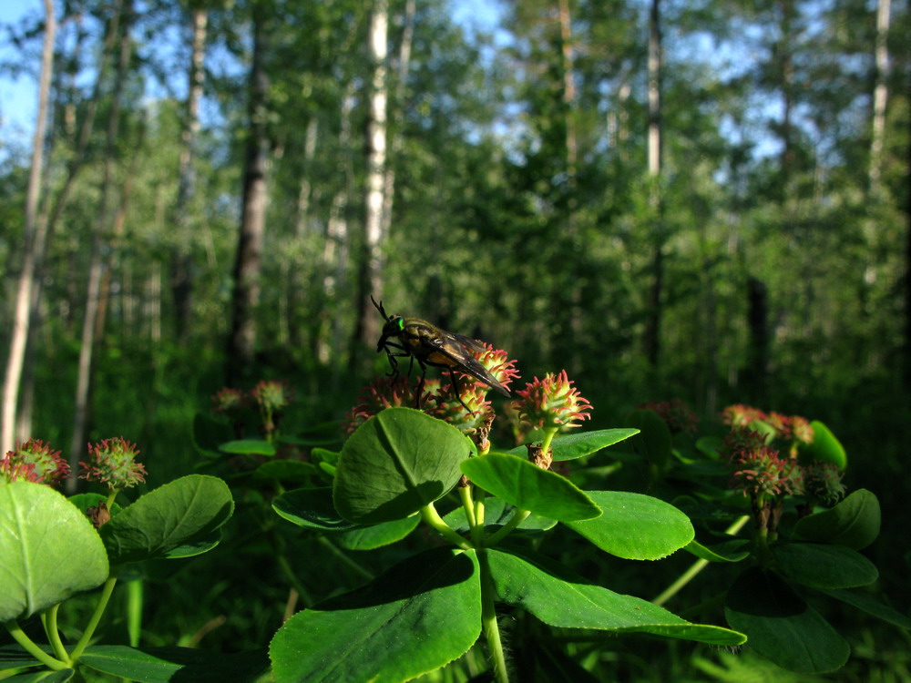 Image of Euphorbia pilosa specimen.