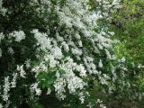 Exochorda giraldii. Часть кроны цветущего растения. Украина, Национальный ботанический сад, г. Киев. 16.05.2011.