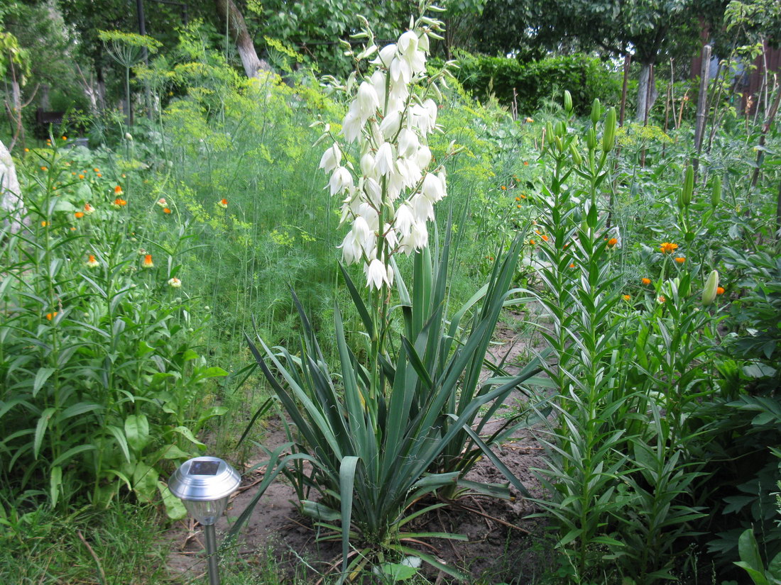 Изображение особи Yucca filamentosa.