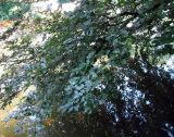 Fagus sylvatica var. purpurea