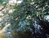 Fagus sylvatica variety purpurea. Ветви. Австрия, Вена, Дворцовый парк Бурггартен. 17.06.2012.