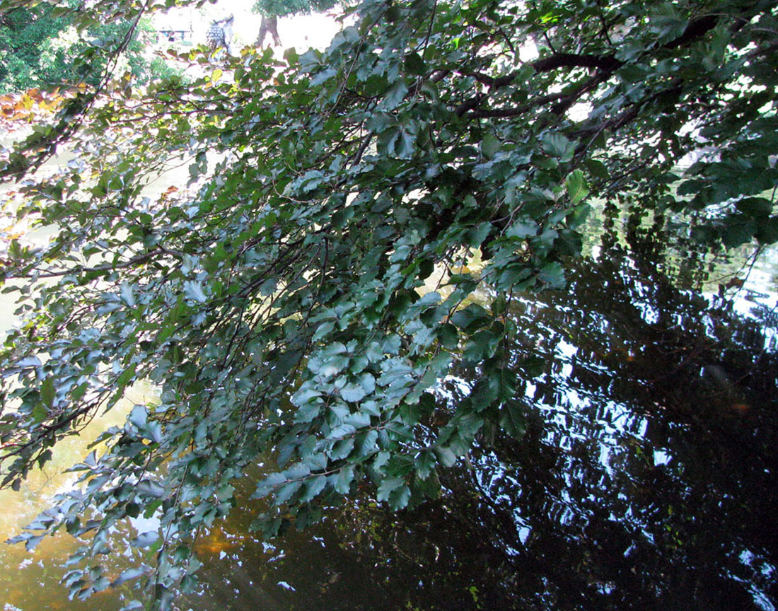 Image of Fagus sylvatica var. purpurea specimen.