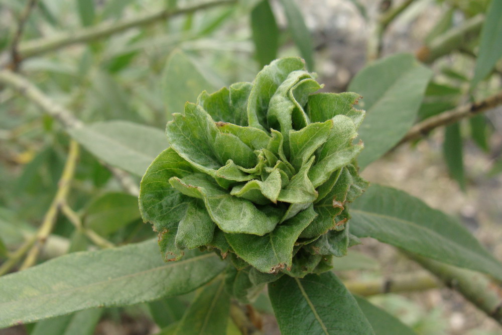 Image of Salix gmelinii specimen.
