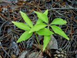 Viola dactyloides. Листья. Иркутская область, Нижнеудинский район, пос. Вознесенский, сосновый лес. 06.08.2012.