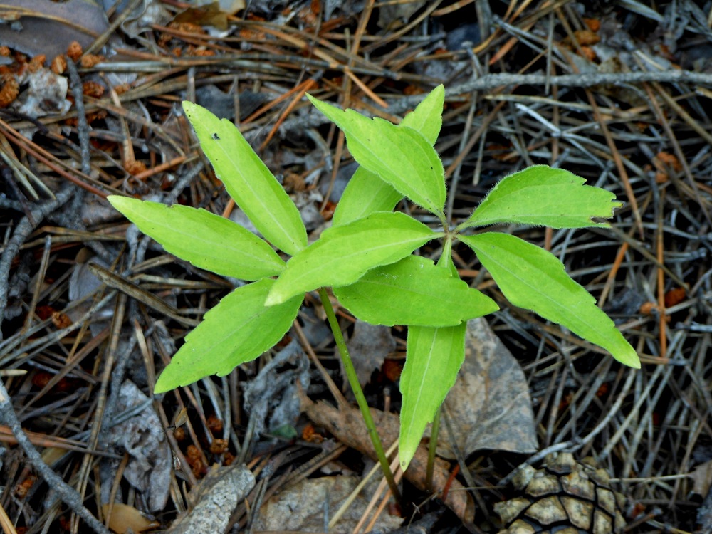 Image of Viola dactyloides specimen.