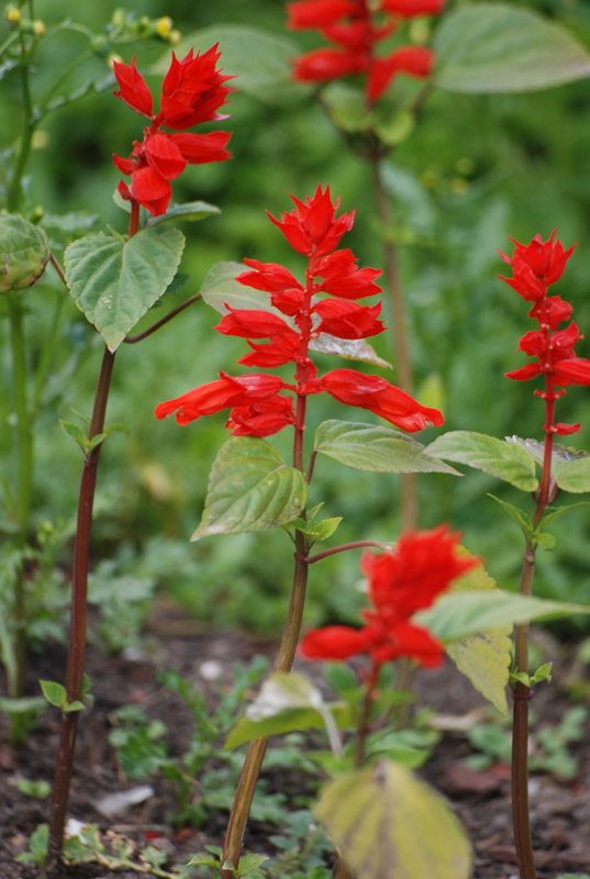 Image of Salvia splendens specimen.
