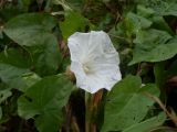 Calystegia sepium