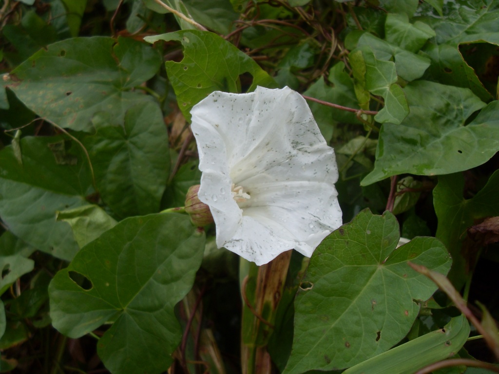 Изображение особи Calystegia sepium.