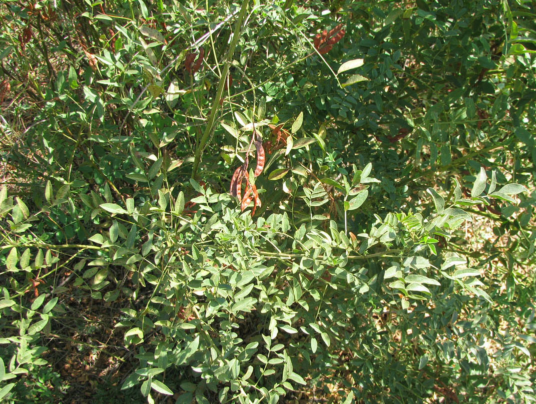 Image of Glycyrrhiza glabra specimen.