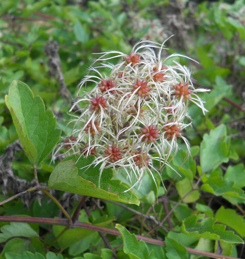 Image of Clematis vitalba specimen.