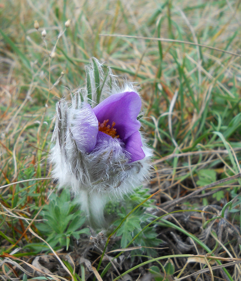 Image of Pulsatilla taurica specimen.