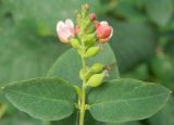 Symphoricarpos albus разновидность laevigatus. Побег с цветками, бутонами, завязавшимися плодами и листьями. Подмосковье, г. Одинцово, придомовые посадки. Сентябрь 2012 г.