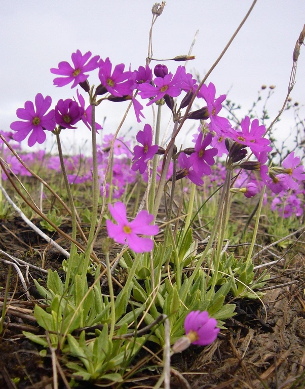 Изображение особи Primula sachalinensis.