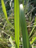 familia Poaceae