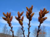 Myrica tomentosa