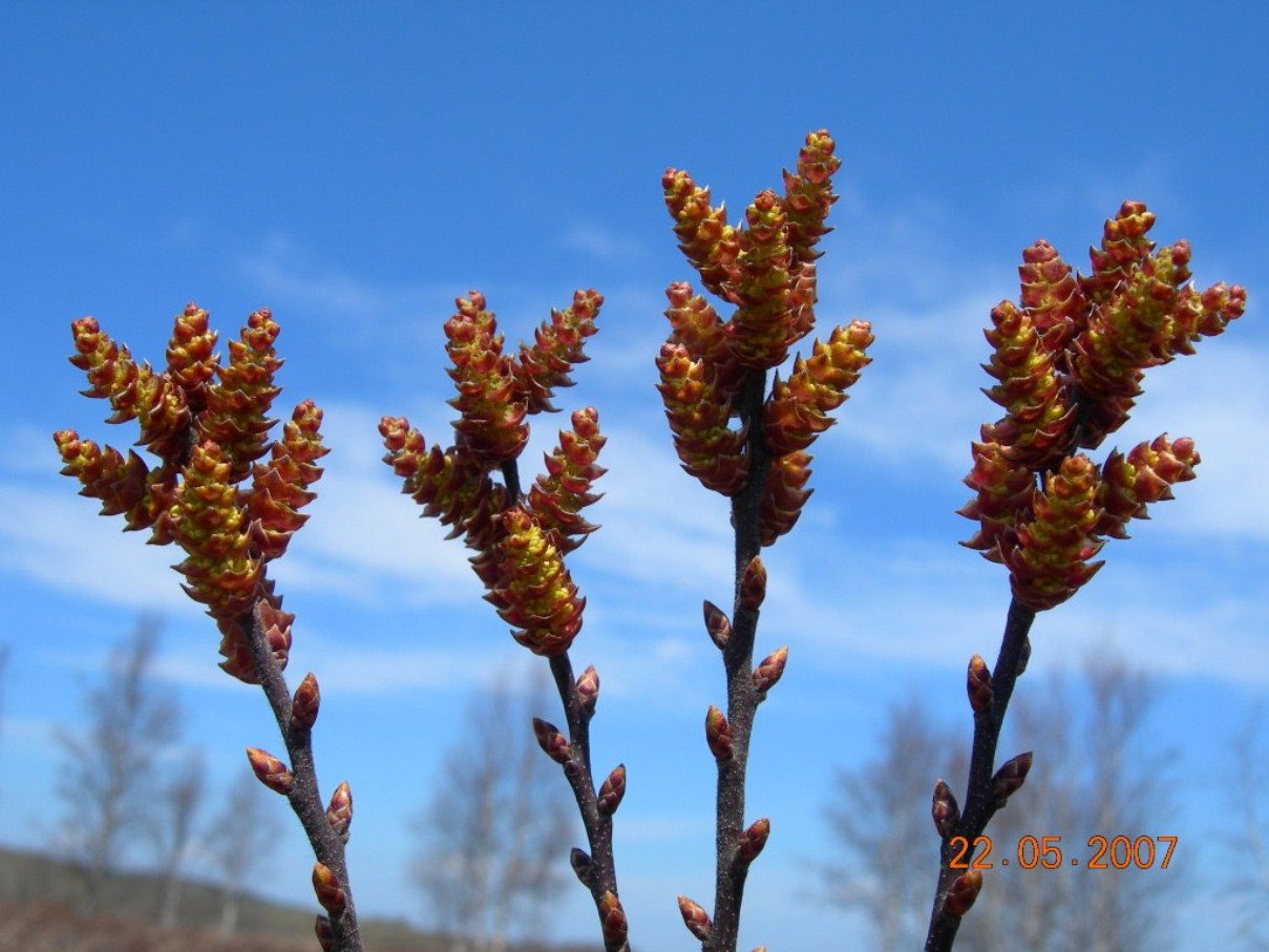 Изображение особи Myrica tomentosa.