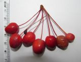 Malus mandshurica