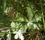 Potentilla impolita. Нижние листья. Ростовская обл., Персиановская степь, окр. станицы Красюковская. 23.05.2012.