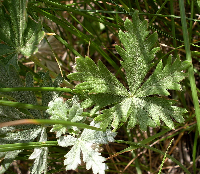 Изображение особи Potentilla impolita.