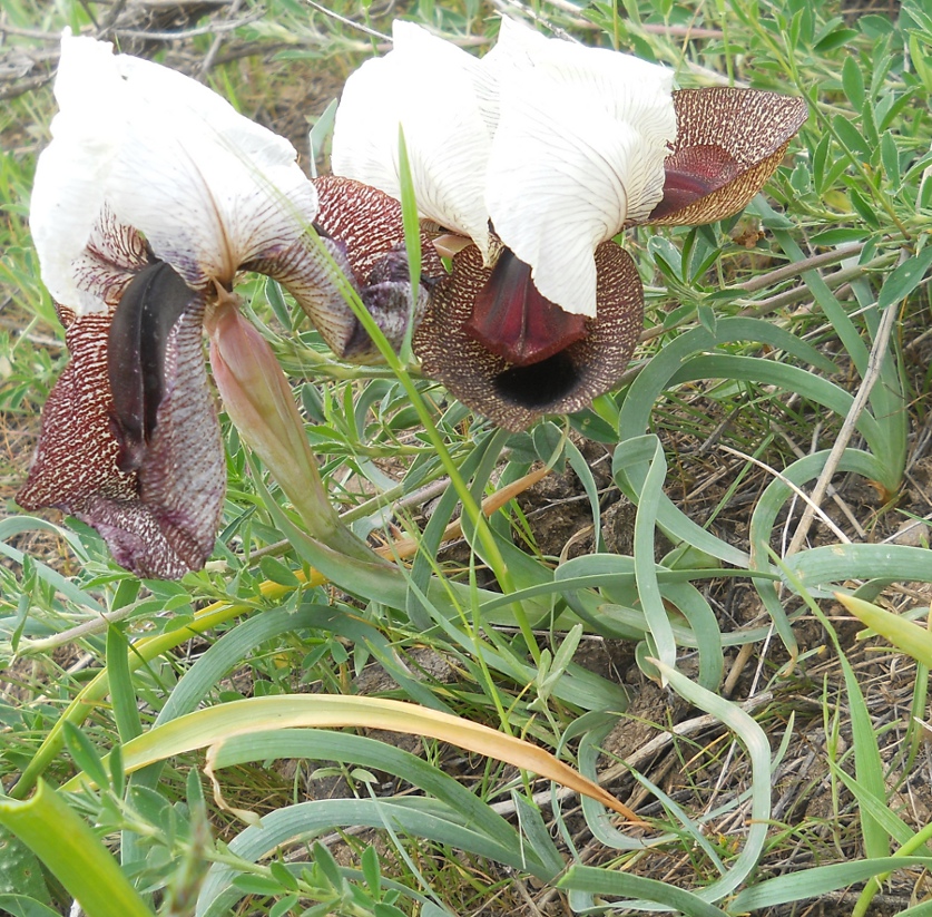 Image of Iris elegantissima specimen.