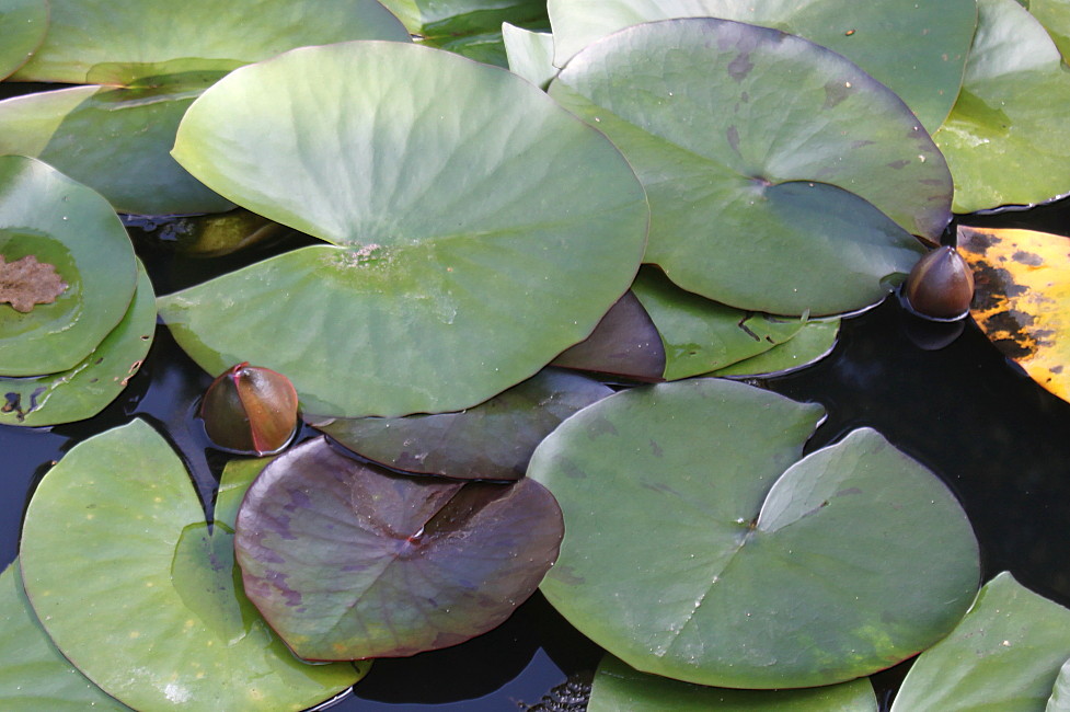 Изображение особи Nymphaea odorata.