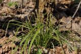 Carex digitata