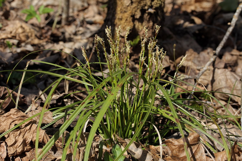 Изображение особи Carex digitata.