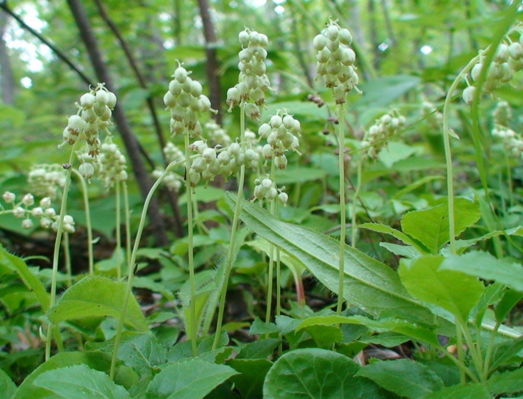 Изображение особи Orthilia secunda.