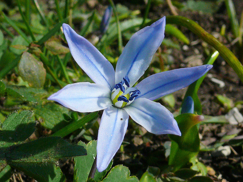 Image of Scilla monanthos specimen.