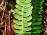 Blechnum spicant